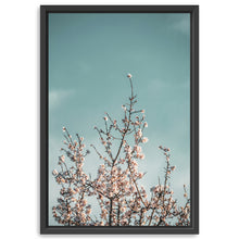 Almond Blossom III