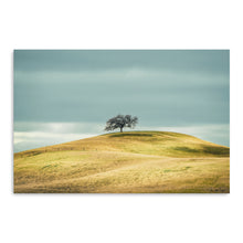 Solitary Tree