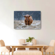 Guijt - Snowy Highland Cow