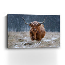 Guijt - Snowy Highland Cow