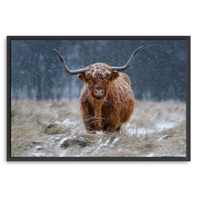 Guijt - Snowy Highland Cow