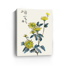 Chrysanthemum