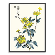 Chrysanthemum