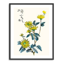 Chrysanthemum