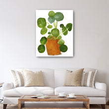 Pilea