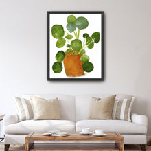 Pilea