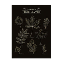 Leaves