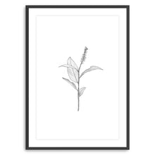 Botanical II BW