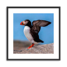 Puffin Portrait