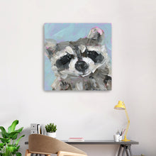 Raccoon