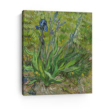 Iris, 1889 by Vincent Van Gogh