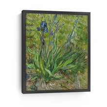 Iris, 1889 by Vincent Van Gogh