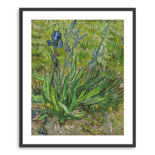 Iris, 1889 by Vincent Van Gogh