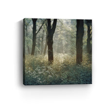 Morning in the Forest