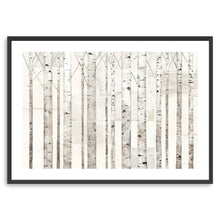 Birch Trees on White