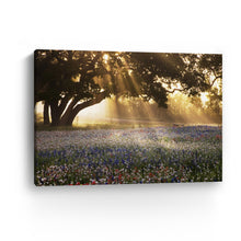 Morning Meadow Sunrise