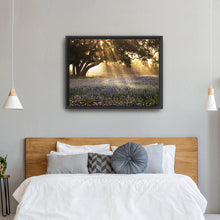 Morning Meadow Sunrise