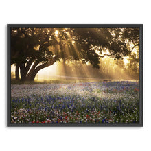 Morning Meadow Sunrise