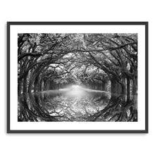 Oak Alley Reflection