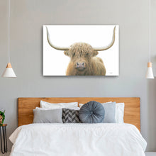 Highland Cow on White