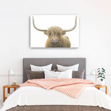 Highland Cow on White