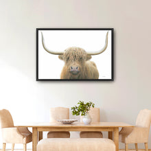 Highland Cow on White