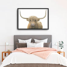 Highland Cow on White