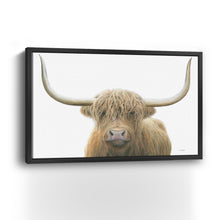 Highland Cow on White