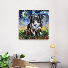 Australian Sheperd Night