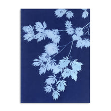 Pale Blue Maple