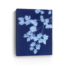 Pale Blue Maple