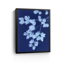 Pale Blue Maple