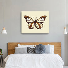Ivory Butterfly