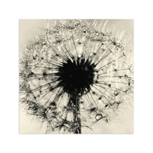 Dandelion