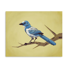 Scrub Jay