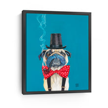 Pug Gentleman