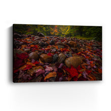 Fallen Leaves And Stones