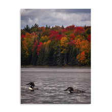 Loons And Foliage