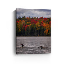 Loons And Foliage