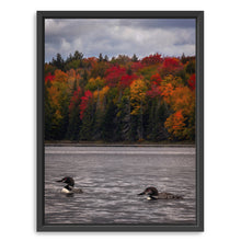 Loons And Foliage