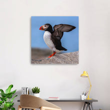 Puffin Portrait