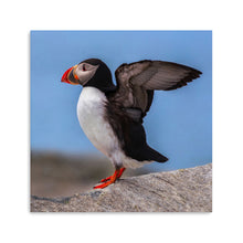 Puffin Portrait