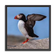 Puffin Portrait