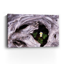 Tofino - Flowers And Driftwood
