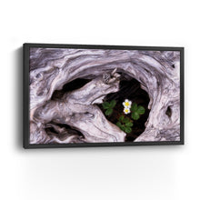 Tofino - Flowers And Driftwood