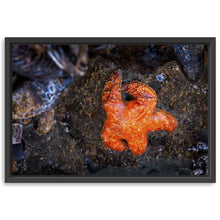 Tofino Starfish