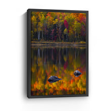 Birch Trunks Reflection - Sun and Shadow