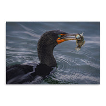 Cormorant and Fish - Maine Coast