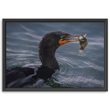 Cormorant and Fish - Maine Coast