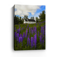 White Church and Lupines